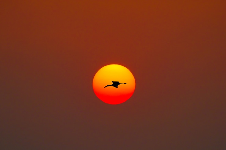 l&#39;oiseau et le soleil