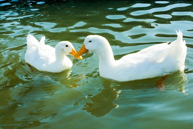 L'oiseau solitaire vit dans l'environnement naturel