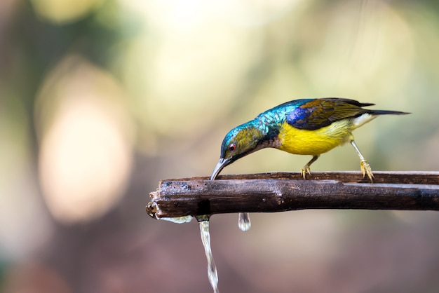 Oiseau (Souimanga à gorge brune) dans la nature sauvage