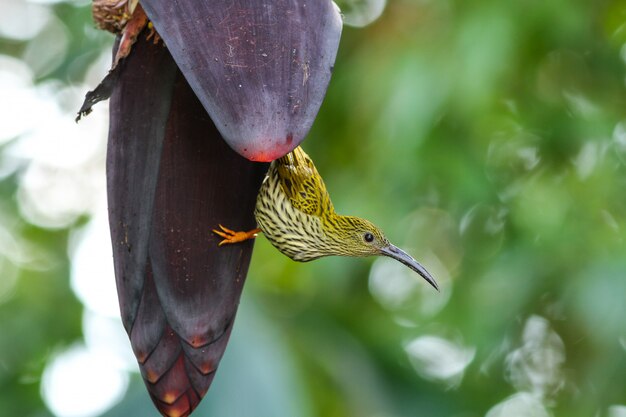 Oiseau Spiderhunter strié