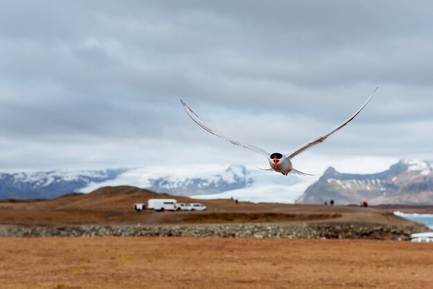 Oiseau sterne arctique volant au-dessus du ciel