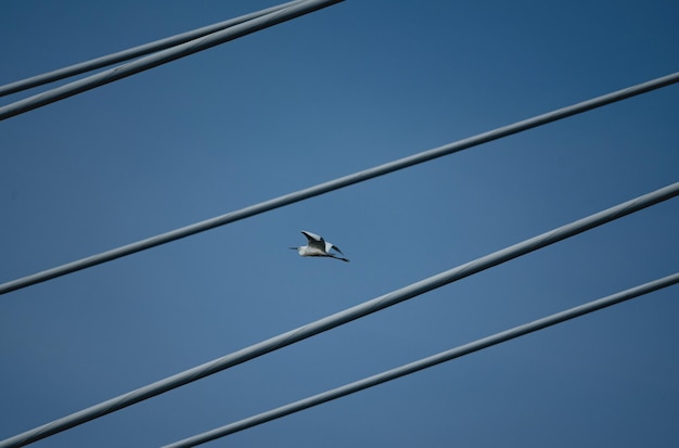 Un oiseau survole une ligne électrique avec le ciel en arrière-plan.