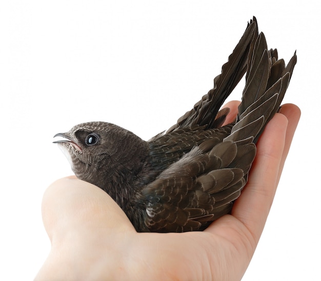 Oiseau (Swift commun) dans la main de l'homme isolé