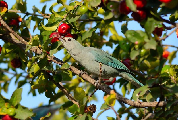 un oiseau avec une tache rouge sur la tête est assis sur une branche avec une pomme rouge en arrière-plan