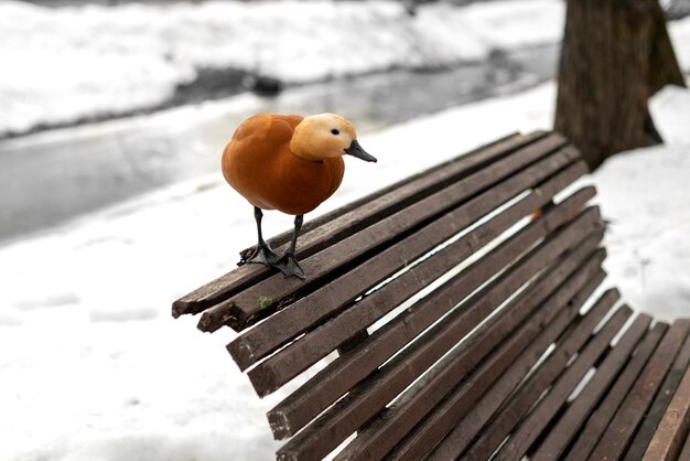 Oiseau tadorne rousse assis sur un banc en bois dans le parc au début du printemps