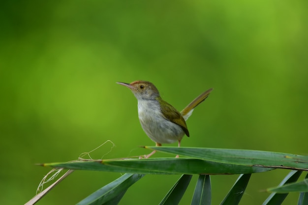 Oiseau tailleur commun avec branche d'arbre