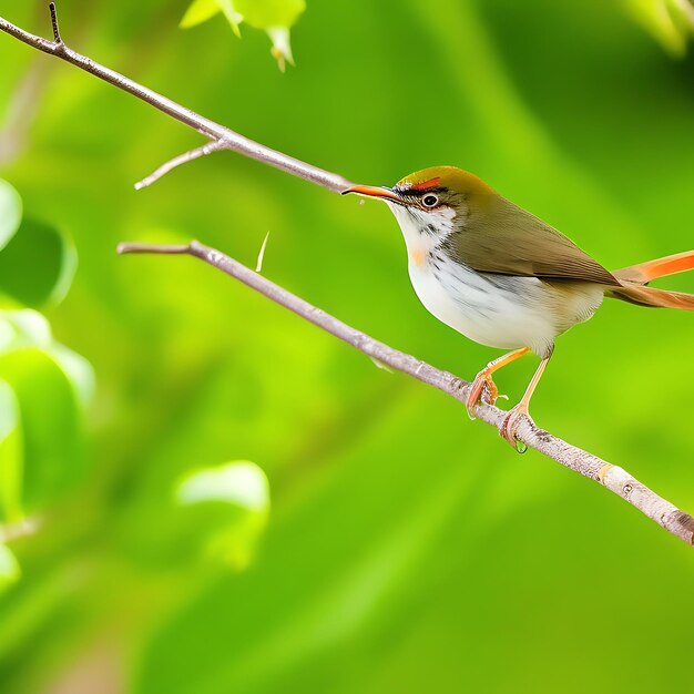 Un oiseau Tailorbird est assis sur une branche d'arbre