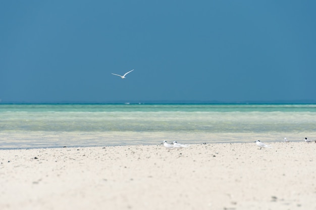 Oiseau ternson à cou noir survolant la mer transparente et les oiseaux sur le banc de sable blanc