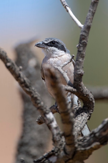 Un oiseau à tête bleue