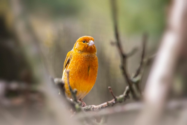 Un oiseau avec une tête jaune et des yeux noirs est assis sur une branche.