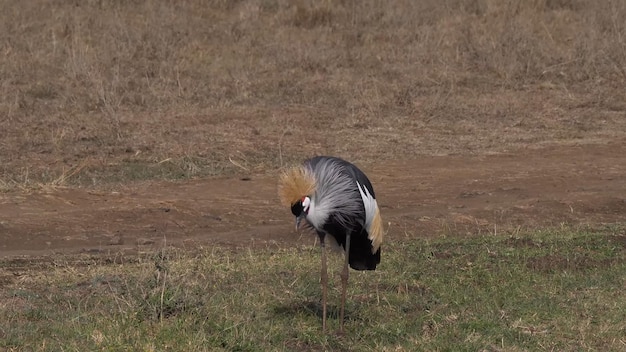 Un oiseau à tête noire et blanche