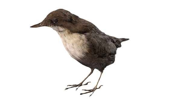 Un oiseau avec une tête noire et des plumes blanches se tient sur un fond blanc.