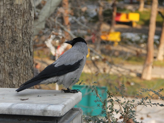 Un oiseau à tête noire