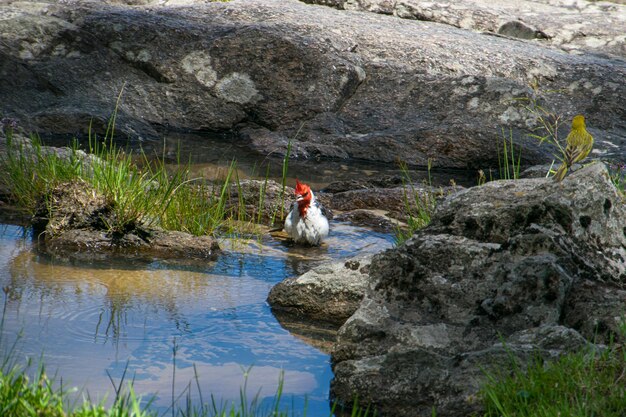 Oiseau à tête rouge dans une flaque