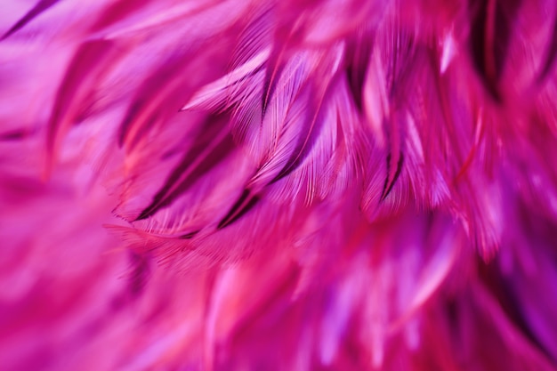 Oiseau, texture de plume de poulet pour le fond, abstrait, carte postale, style flou, couleur douce de la tendance art design.fashion 2019.