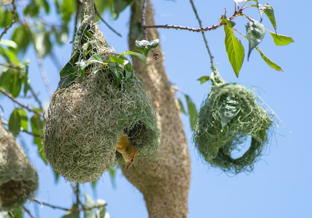 L'oiseau tisserand baya construisant le nid