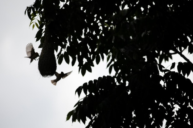 Photo l'oiseau tisserand construit son nid