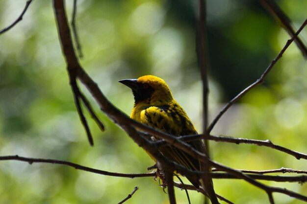 Oiseau tisserand à masque jaune du sud ploceus velatus