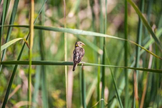 Oiseau (tisserand strié) sur un arbre dans une nature sauvage