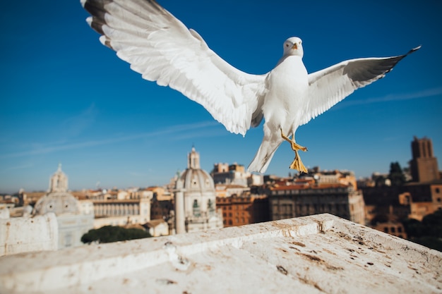 Oiseau sur le toit