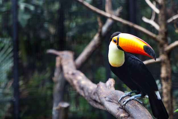 L'oiseau toucan toco sur l'arbre en bois en forêt