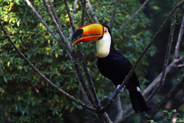 L'oiseau toucan toco sur l'arbre en bois