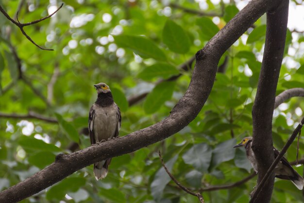 Oiseau (Étourneau à collier noir, Sturnus nigricollis) perché sur un arbre dans le jardin