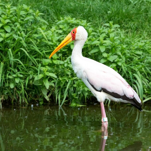 oiseau tropical dans un lac