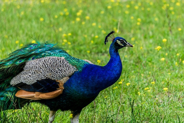 Oiseau tropical paon bleu sur champ vert en arrière-plan