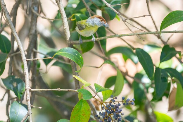 L'oiseau tropique connu sous le nom de quotpitiguariquot Cyclarhis gujanensis en mise au point sélective