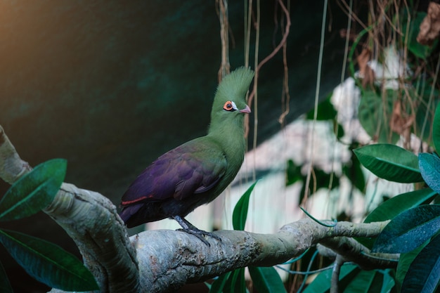 L'oiseau turaco vert dans le parc verdoyant