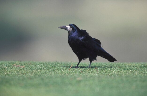 Photo oiseau unique sur l'herbe corvus frugilegus royaume-uni