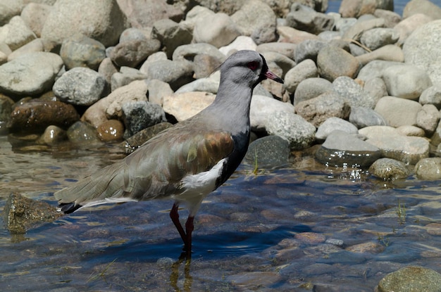 Oiseau Vanellus chilensis tero dans le lac avec des pierres