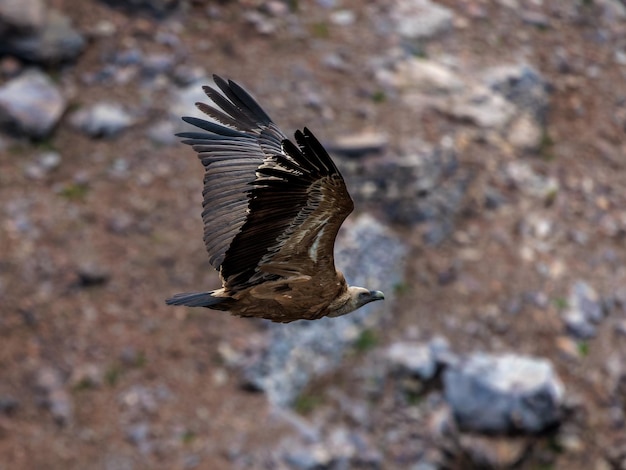 Oiseau vautour fauve en vol