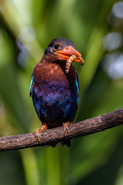 Un oiseau avec un ver dans son bec