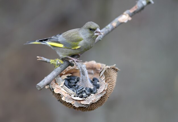 Oiseau verdier dans la nature