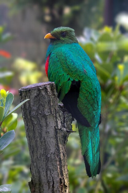 Un oiseau vert et rouge avec une tête rouge et des ailes vertes est assis sur une souche d'arbre.