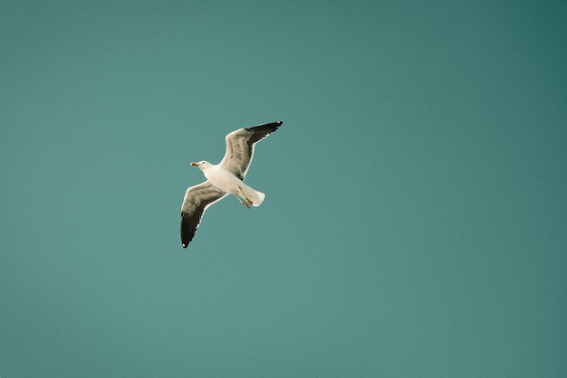 Oiseau en vol mouette volant dans le ciel grain de film de mauvaise humeur ajouté espace de copie teinté bleu sarcelle