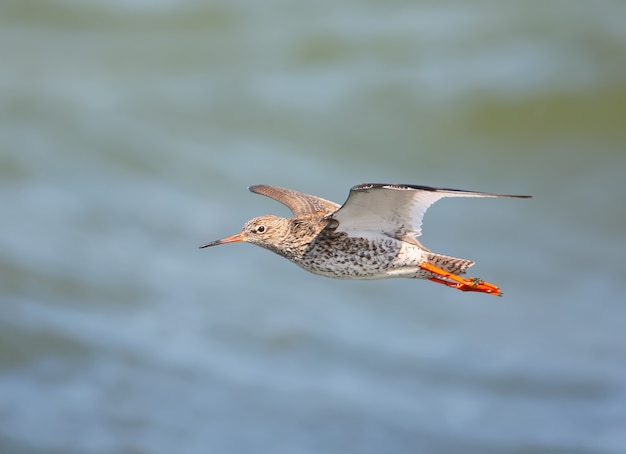 Un oiseau en vol