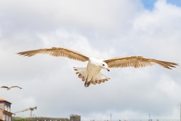 Photo oiseau volant avec les ailes ouvertes avec le ciel avec de nombreux nuages dans la ville