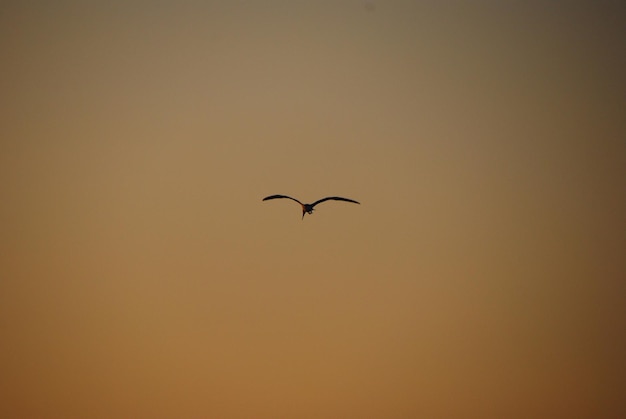 Oiseau volant au coucher du soleil