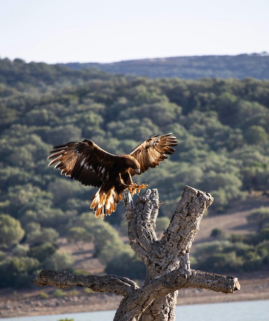 Photo un oiseau volant au-dessus d'un arbre