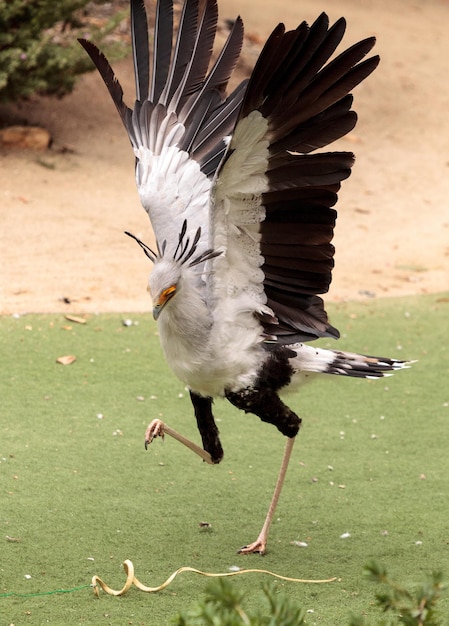 Photo un oiseau volant au-dessus du champ