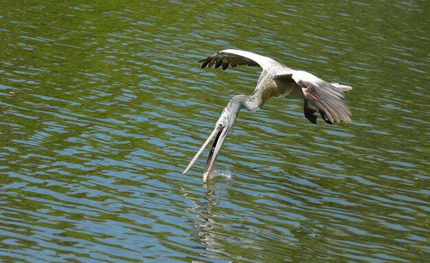 Un oiseau volant au-dessus du lac