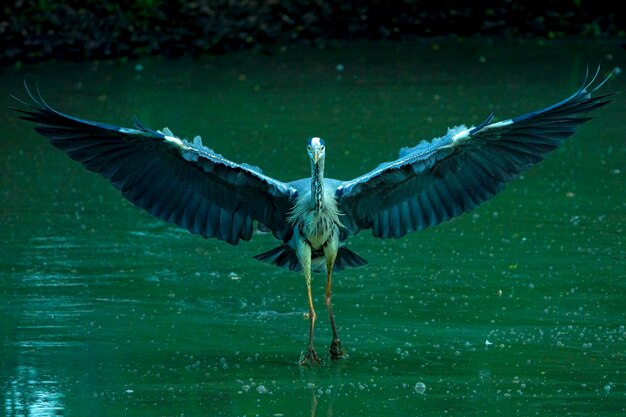 Photo un oiseau volant au-dessus du lac