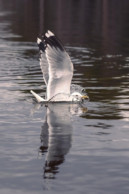 Photo un oiseau volant au-dessus du lac