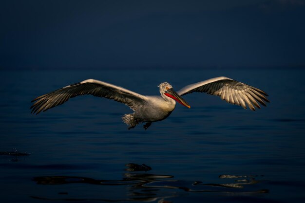 Un oiseau volant au-dessus du lac