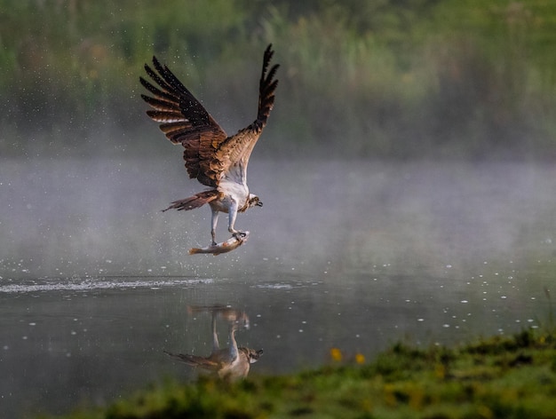 Un oiseau volant au-dessus du lac