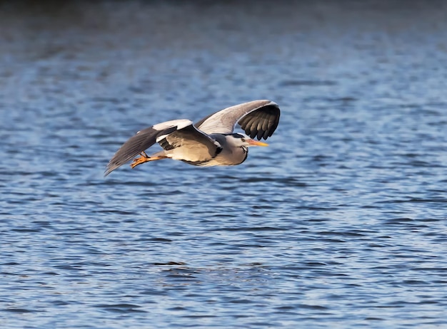 Un oiseau volant au-dessus de l'eau