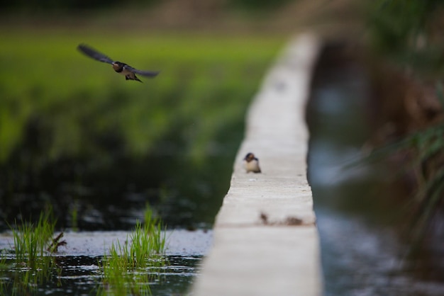 Photo un oiseau volant au-dessus de l'eau